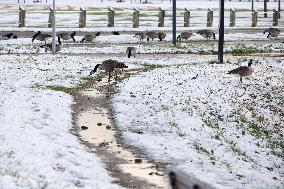 Snowfall In The Netherlands