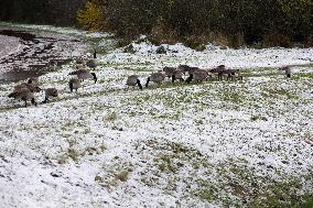 Snowfall In The Netherlands