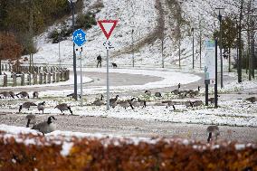 Snowfall In The Netherlands