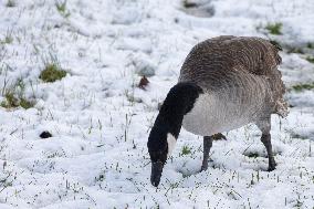 Snowfall In The Netherlands