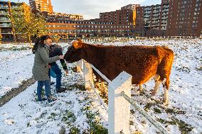 Snowfall In The Netherlands