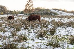 Snowfall In The Netherlands