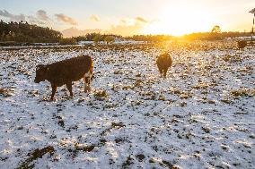 Snowfall In The Netherlands