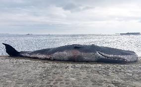 Beached whale installation in Baku