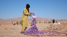 Saffron Harvest - Afghanistan