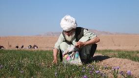 Saffron Harvest - Afghanistan