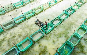 Crabs Harvest