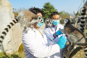 Wildlife Physical Examination in Qingdao