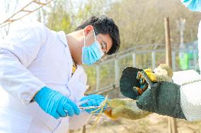 Wildlife Physical Examination in Qingdao