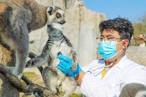 Wildlife Physical Examination in Qingdao