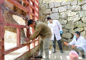 Wildlife Physical Examination in Qingdao