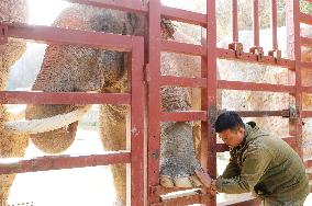 Wildlife Physical Examination in Qingdao