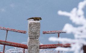 Mount Emei Snow Scenery - China