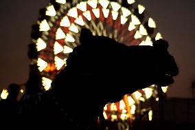 Camel Fair in Pushkar - India