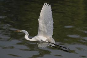 Egret Fly - India