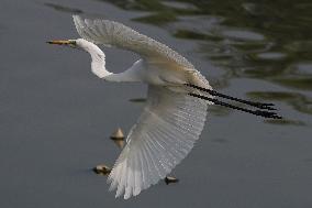 Egret Fly - India