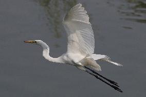 Egret Fly - India