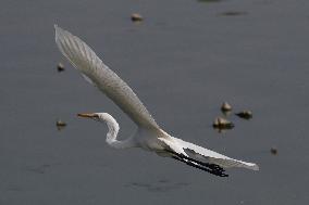 Egret Fly - India