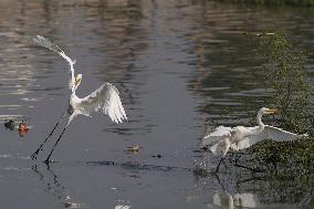 Egret Fly - India