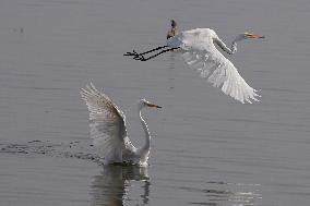 Egret Fly - India