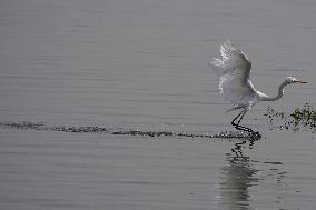 Egret Fly - India