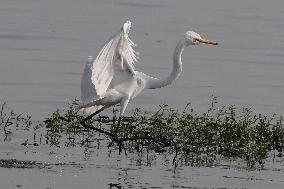 Egret Fly - India