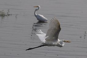 Egret Fly - India