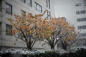 Caetano Snowstorm Hits Paris