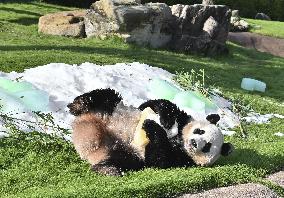 Giant panda Fuhin