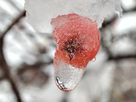 Wet snow in Kyiv