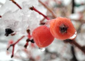 Wet snow in Kyiv