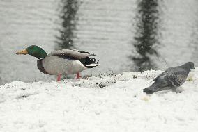 Wet snow in Kyiv