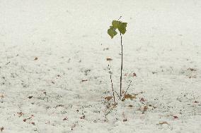 Wet snow in Kyiv