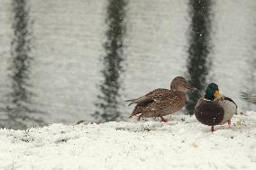 Wet snow in Kyiv