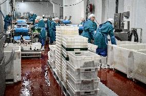 Seafood processing production complex in ZaporizhzhiaSeafood processing production complex in Zaporizhzhia