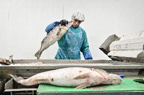 Seafood processing production complex in ZaporizhzhiaSeafood processing production complex in Zaporizhzhia