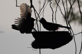 Birds Play in The Water - India