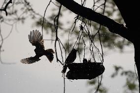 Birds Play in The Water - India