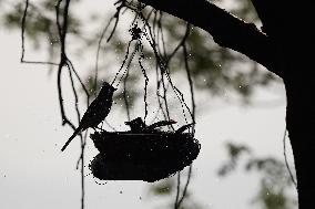 Birds Play in The Water - India