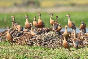 India Wildlife