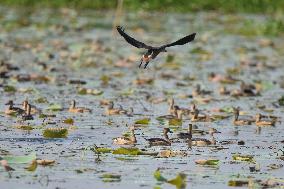 India Wildlife