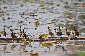 India Wildlife