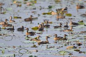 India Wildlife