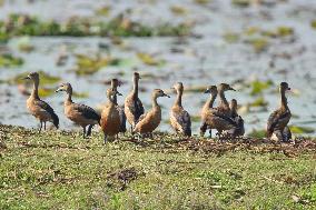 India Wildlife