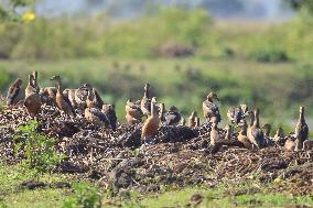 India Wildlife