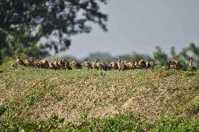 India Wildlife