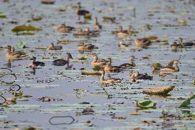 India Wildlife