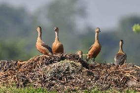 India Wildlife