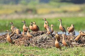 India Wildlife