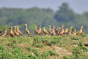 India Wildlife